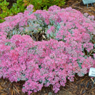 Sedum sieboldi