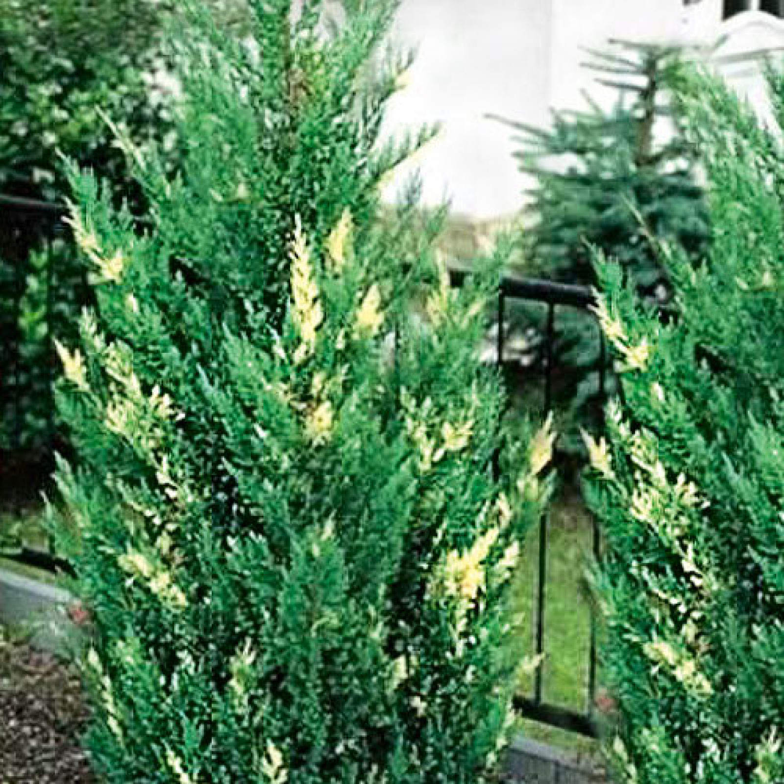Juniperus sabina variegata - Rasadnik Jelena