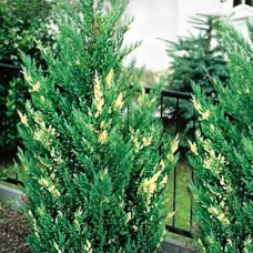 Juniperus sabina variegata