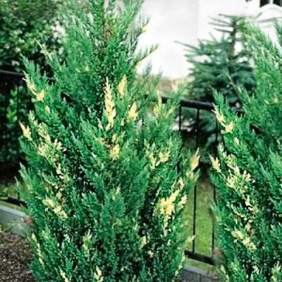 Juniperus sabina variegata