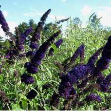 Buddleja davidii "Black Knight"