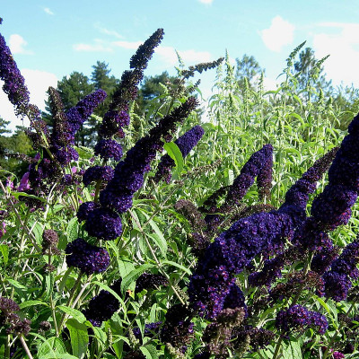 Buddleja davidii "Black Knight"