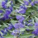 Caryopteris clandonensis " Heavenly blue "