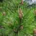 Pinus sylvestris - beli bor