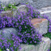 CAMPANULA PORTENSCHLAGIANA