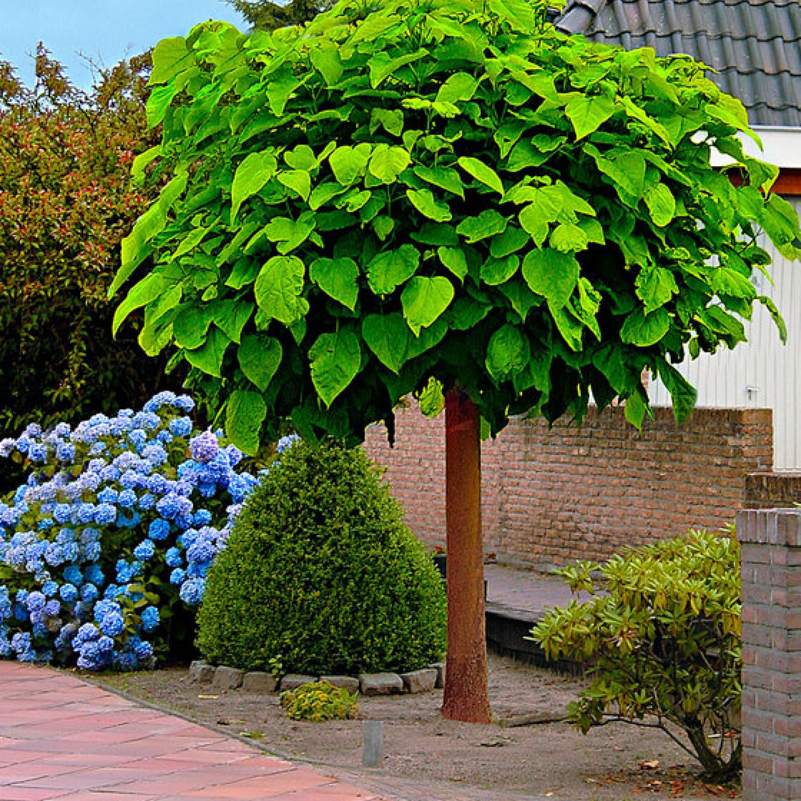 Катальпа дерево описание посадка и уход. Катальпа бигнониевидная (Catalpa bignonioides). Кальтапа бегониевидеая. Катальпа бигнониевидная Nana.