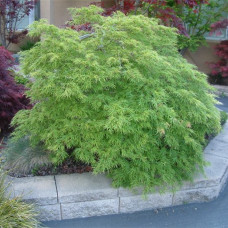 Acer palmatum disectum "Viridis"