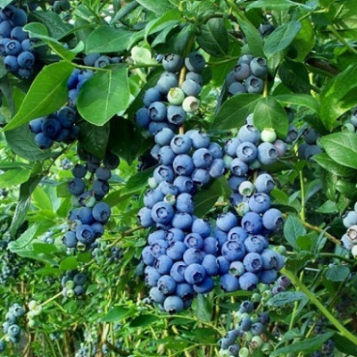Borovnica "Duke"