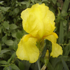 Iris zuti
