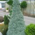 Picea glauca "Sanders Blue"