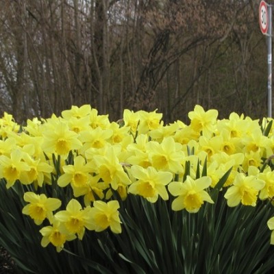 Narcissus - narcis