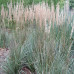 Calamagrostis acutiflora " Overdam"