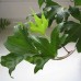 Hedera helix "Triton"