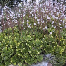 Saxifraga umbrosa variegata