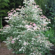 ACER NEGUNDO „FLAMINGO“