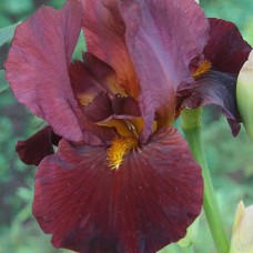 Iris Germanica Night Owl