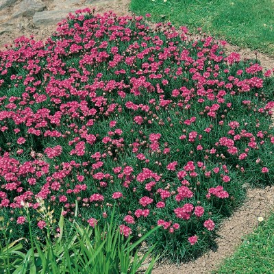 Armeria maritima splendens alpine plant