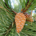 Crni bor - Pinus nigra