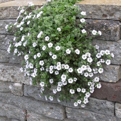 Gypsophila cerastioides 