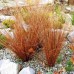 Carex buchananii