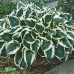 Hosta Minuteman