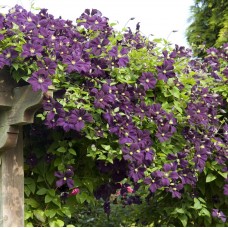 Clematis "Etoile de Violette"
