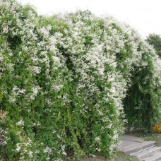 Fallopia baldschuanica