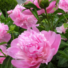 Paeonia patio "Pink"