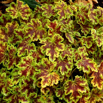 Heuchera " Solar power"