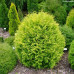 Thuja occ. "Golden Globe"