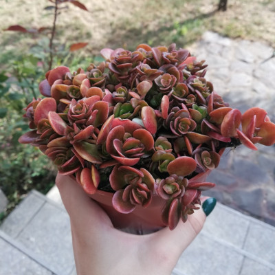 Sedum tetractinum "Coral Reef" Sedum tetractinum "Coral Reef"
