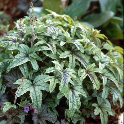 Heucherella "Kimono"