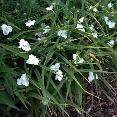 Tradescantia andersoniana innocence