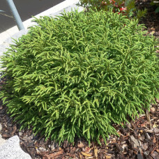 Cryptomeria japonica "Little Champion"