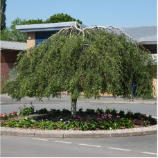 Betula pendula "Youngii"