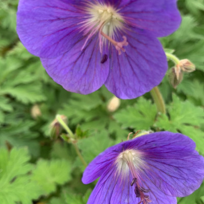 Geranium plavi