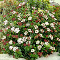 Viburnum tinus "Lisarose"