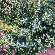 Euonymus fortunei "Sunspot"