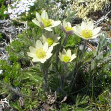 Pulsatilla white