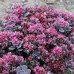 Sedum cauticola lidakense