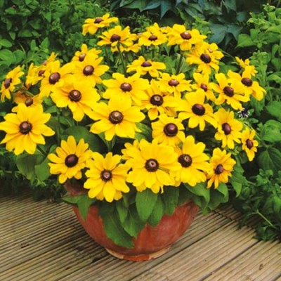 Rudbeckia Plants Toto