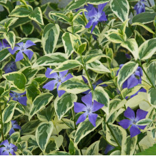 Vinca major "Variegata"