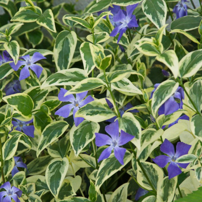 Vinca major "Variegata"