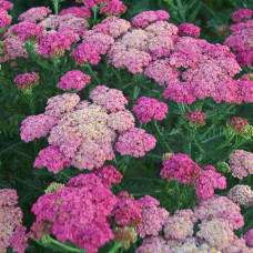 Achillea little "Susie"
