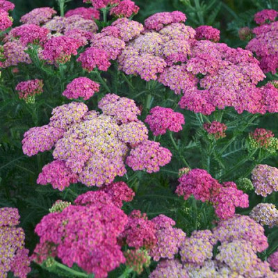 Achillea little "Susie"