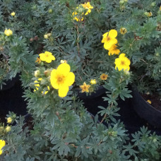 Potentilla fruticosa