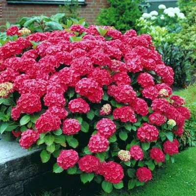 Hydrangea "Red Baron"