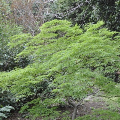 Acer palmatum green