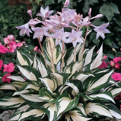 Hosta "Fire and Ince"