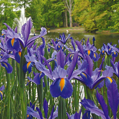 Iris hollandica "Discovery" Iris hollandica "Discovery"